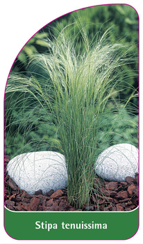 Stipa tenuissima