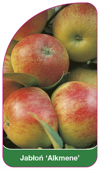 Jabłoń 'Alkmene'