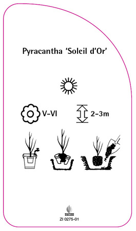 Pyracantha 'Soleil d'Or'