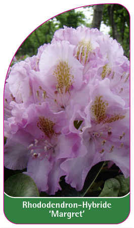 Rhododendron-Hybride 'Margret'