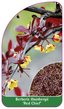 Berberis thunbergii 'Red Chief'