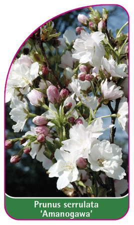 Prunus serrulata 'Amanogawa'