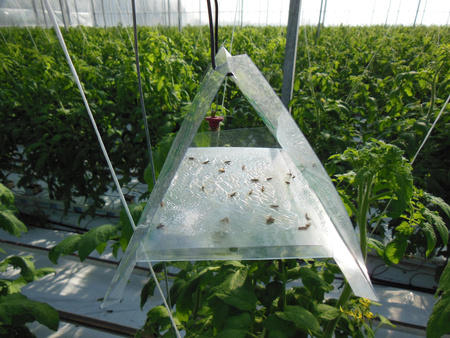 Capcana cu feromoni Deltastop Musca fructelor de prune