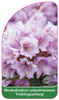 Rhododendron yakushimanum 'Frühlingsanfang'