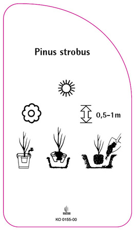 Pinus strobus