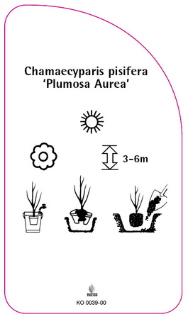 Chamaecyparis pisifera 'Plumosa Aurea'