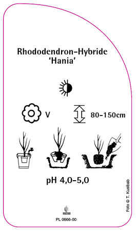 Rhododendron-Hybride 'Hania'