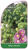 Rubus odoratus