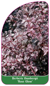 Berberis thunbergii 'Rose Glow'