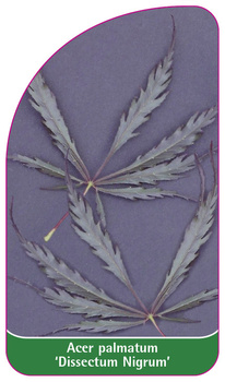 Acer palmatum 'Dissectum Nigrum'