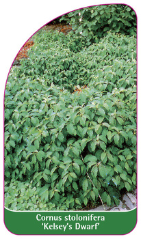 Cornus stolonifera 'Kelsey's Dwarf'