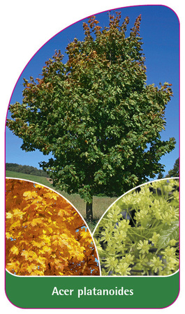 Acer platanoides