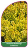 Berberis thunbergii 'Goldalitta'