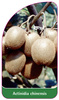 Actinidia chinensis