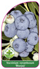 Vaccinium corymbosum 'Bluejay'
