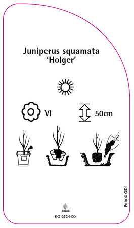 Junisperus squamata 'Holger'