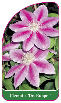 Clematis 'Dr. Ruppel'