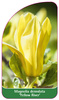 Magnolia denndata "Yellow River