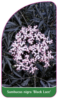 Sambucus nigra 'Black Lace'