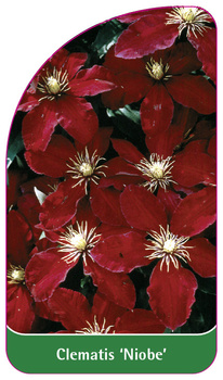 Clematis 'Niobe'