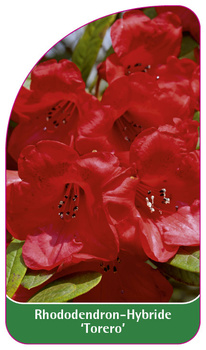 Rhododendron-Hybride 'Torero'
