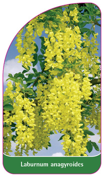 Laburnum anagyroides