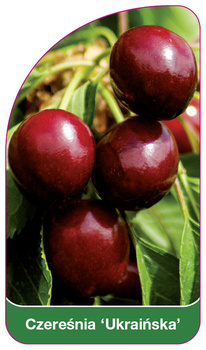 Czeresnia 'Ukrainska'