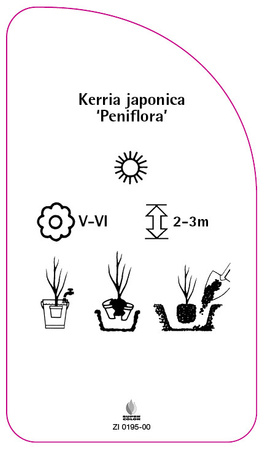Kerria japonica 'Peniflora'