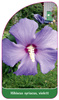Hibiscus syriacus, violett