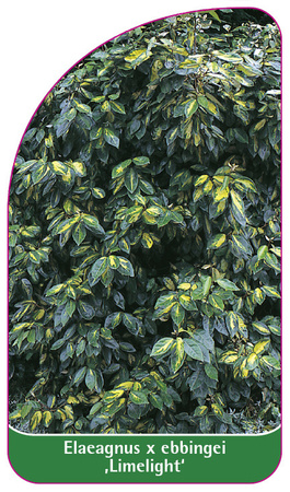 Elaeagnus x ebbingei 'Limelight'