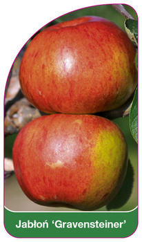 Jablon 'Gravensteiner'