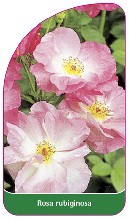 Rosa rubiginosa