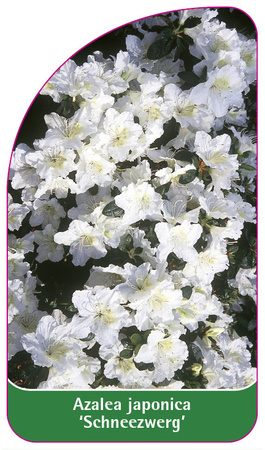 Azalea japonica 'Schneezwerg'