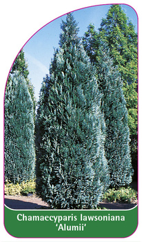 Chamaecyparis Iawsoniana 'Alumii'