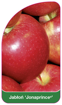 Jabłoń 'Jonaprince®'