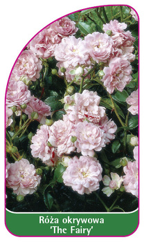Róza okrywowa 'The Fairy'