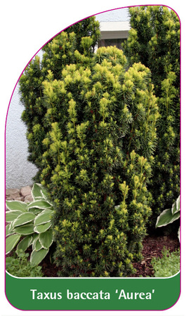 Taxus baccata 'Aurea'