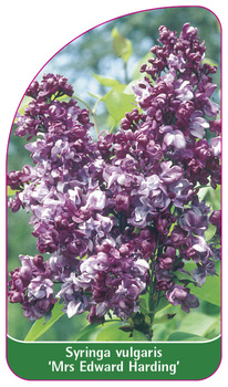 Syringa vulgaris 'Mrs Edward Harding'