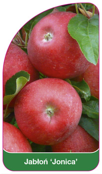 Jablon 'Jonica'