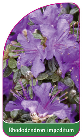 Rhododendron impeditum