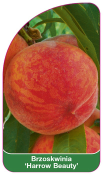Brzoskwinia 'Harrow Beauty'
