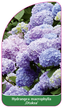 Hydrangea macrophylla 'Otaksa'