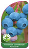 Vaccinium corymbosum 'Concorde'