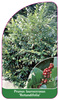 Prunus laurocerasus 'Rotundifolia'