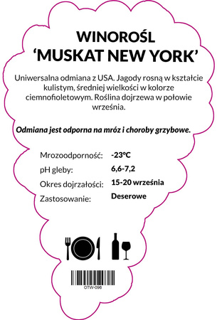 Winorośl Muskat NY