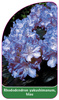 Rhododendron yakushimanum, blau