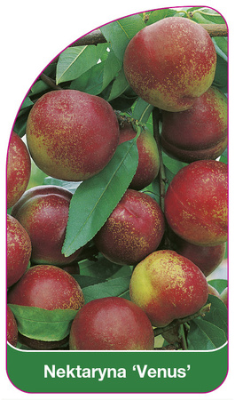 Nektaryna 'Venus'