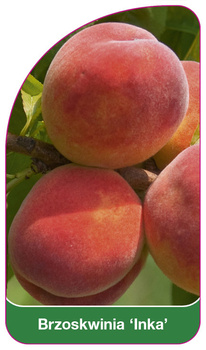 Broskev 'Inka'