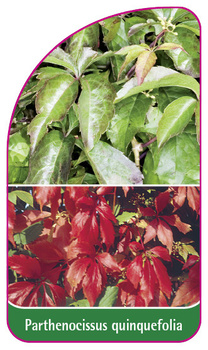 Parthenocissus quinquefolia