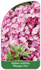 Kalmia latifolia 'Olympic Fire'